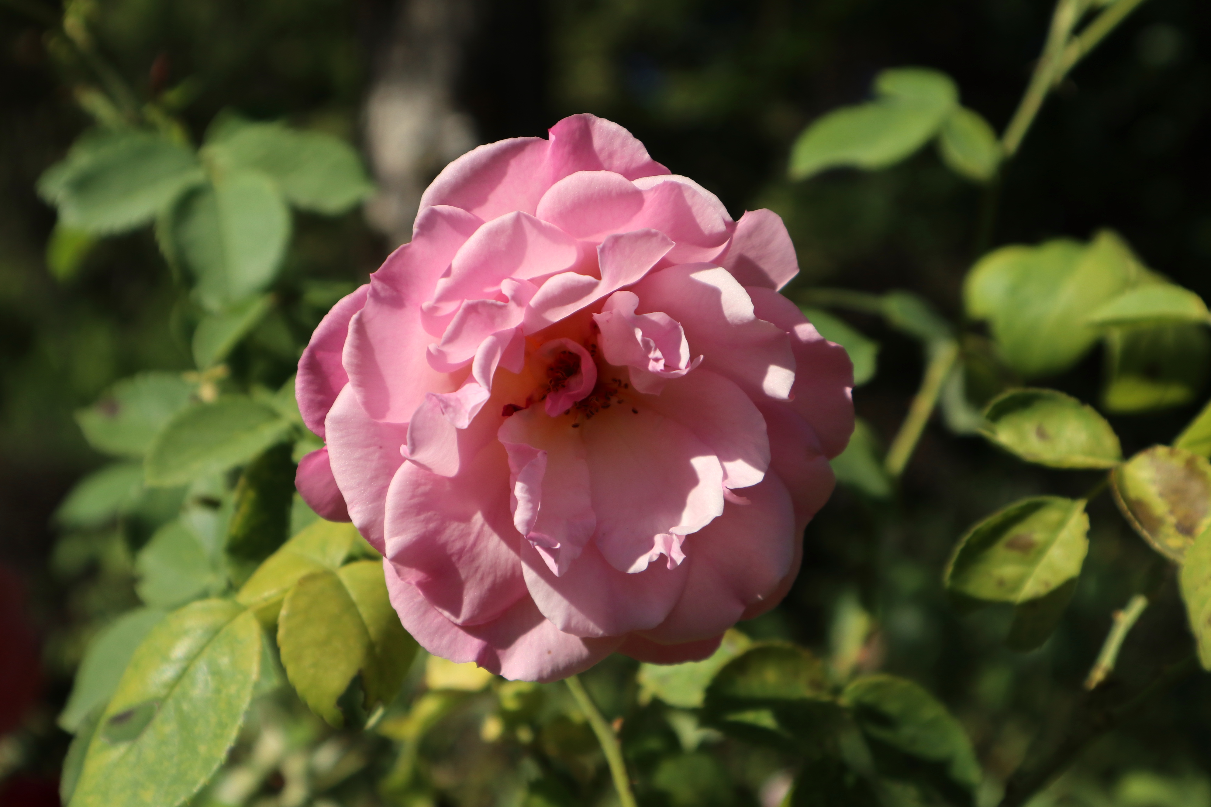 Les Jardins de Mon Moulin (The Gardens of My Mill)