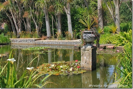 pond