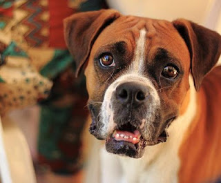 boxer dogs picture, puppy pic.