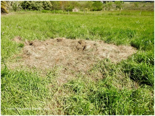 "Nido" que construyó la chancha antes de parir - Chacra Educativa Santa Lucía