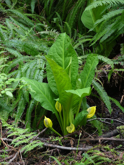 24: lots of flowers on a skunk cabbage