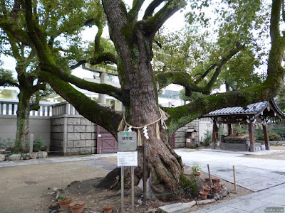 難波神社ご神木