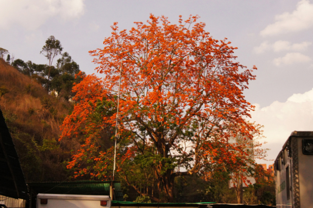 ¿Sabías que este es el árbol emblemático de Trujillo?