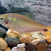 Creek Tetra, Bryconamericus Scleroparius (Regan, 1908)