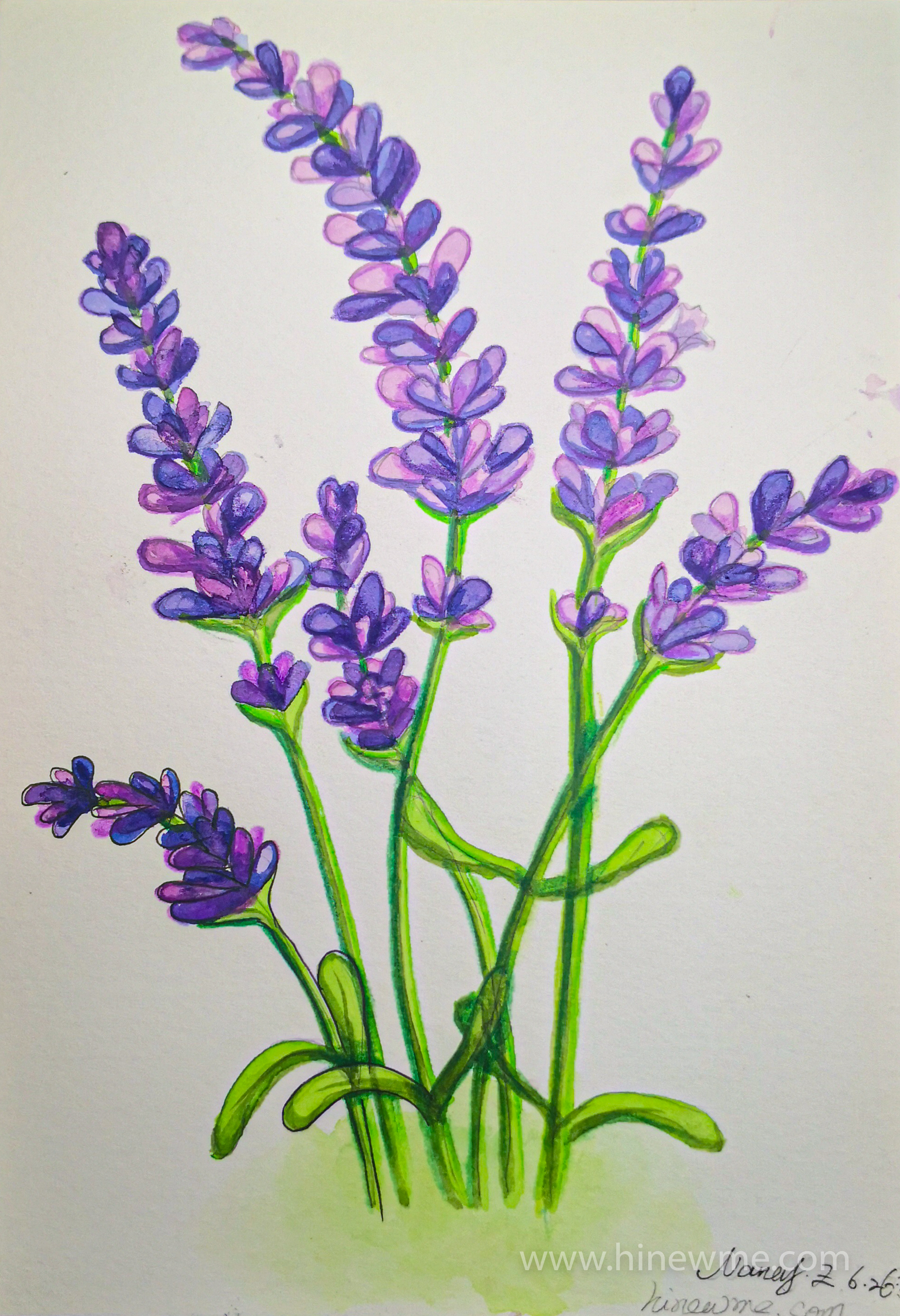 3 ways How to draw Watercolor lavender step by step tutorial for beginner,