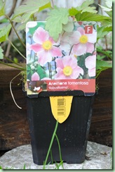 Anemone tomentosa ‘ Robustissima’