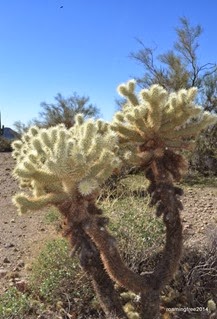 They look soft and fuzzy!