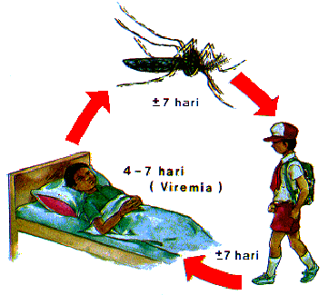 penularan Chikungunya