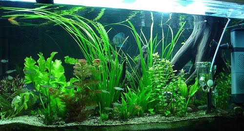 Aquarium Lighting Basic Types