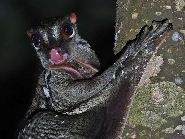 Malayan Colugo with its tongue out - Galeopterus variegatus