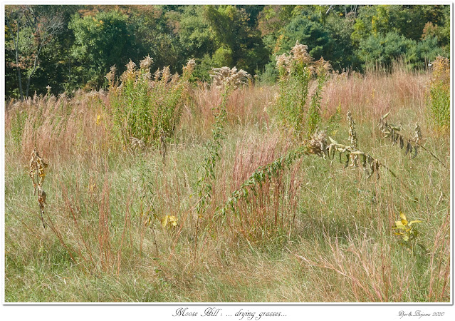 Moose Hill: ... drying grasses...