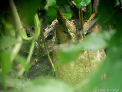 Indian Scops Owls roosting in my garden