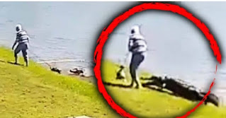 Alligator Attack Florida Video – Woman Attacked By Alligator Video