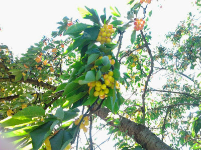 Cerezas en proceso de maduración