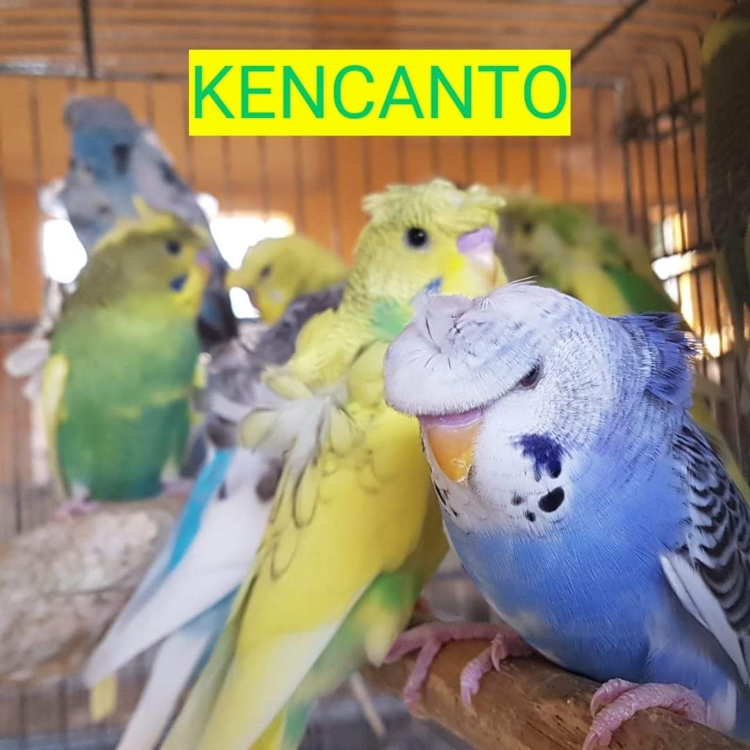 CRIADOURO KENCANTO