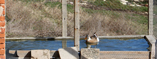 Super happy to be back in their pond