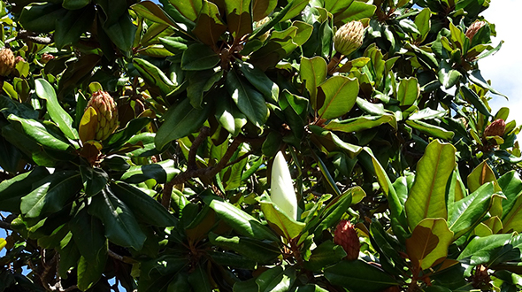 Hardy specimen trees for marietta georgia include magnolia grandiflora