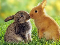 Essay on Rabbit in Hindi 