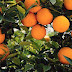 Citrus kinnow farming in hindi