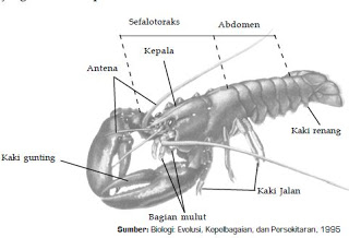 38+ Contoh Hewan Arthropoda Kelas Crustacea