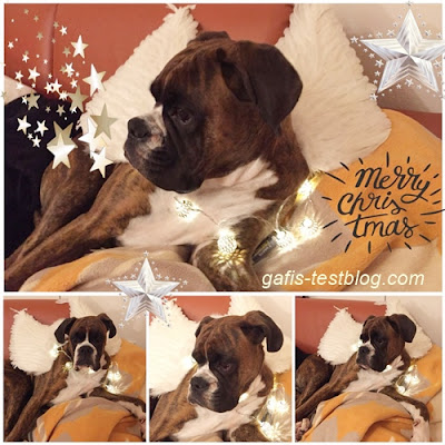 Boxer Amy wünscht frohe Weihnachten