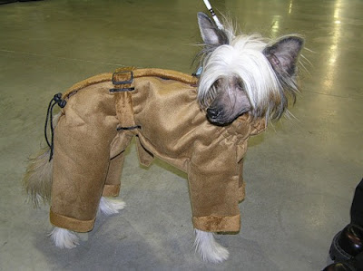 Awesome Pet Costumes Seen On www.coolpicturegallery.us