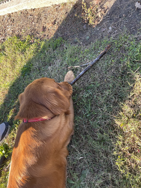 Another angle of Miles laying down chewing his stick. This picture is taken with me standing right over  Miles as he chews his bone.