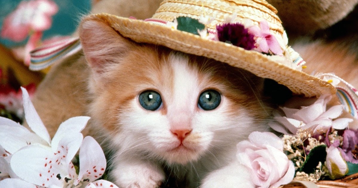 Beautiful Cats  New  Hd  Wallpapers  2013 All About HD  
