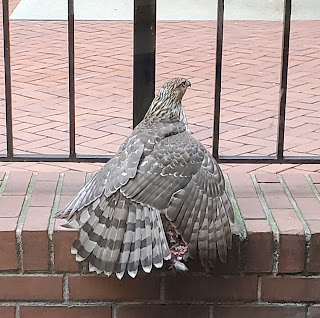 A juvenile Cooper's hawk spreads its wings to cover its prey, while perched on a brick wall with a railing behind it.