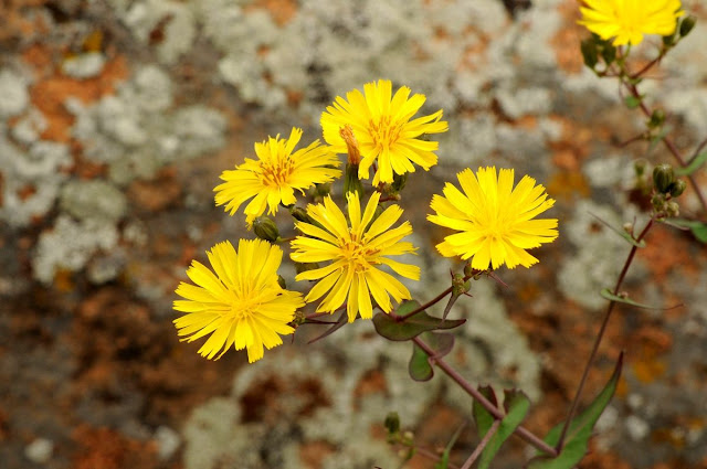 Параиксерис поздний (Paraixeris serotina)