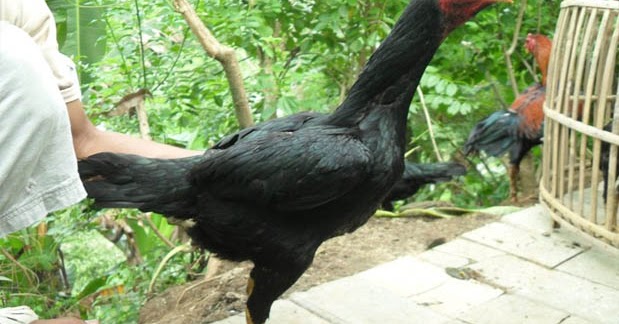 8 Ciri Ayam  Bangkok  Betina yang Baik untuk Induk  Babon 