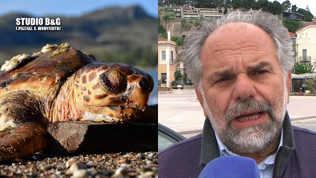 Αργολίδα: Δραματική έκκληση για την προστασία των θαλάσσιων χελωνών (βίντεο) 