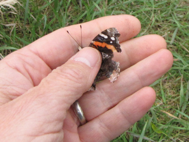 Red Admiral