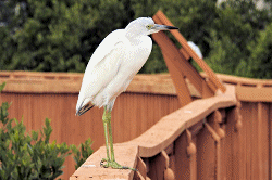 Vilano Beach Nature Boardwalk