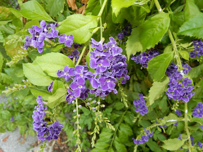 蕾絲金露花的花序