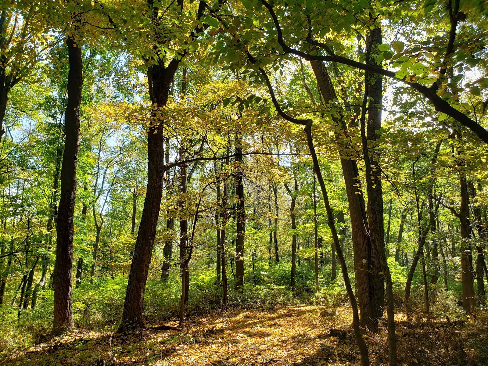 Along the White Trail - Roaring Rock Park Washington Township, Warren County New Jersey NJ USA