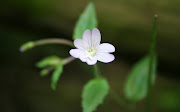 White Flowers Wallpapers (white flowers )