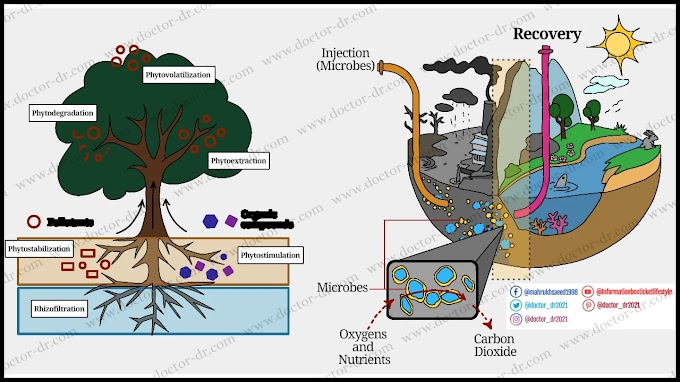 Bioremediation: Objective, Principle, Categories, Types, Methods, and Applications