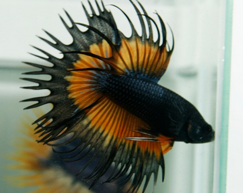 2019 Ikan Cupang Tops Didunia Plakat Halfmoon crowntail 