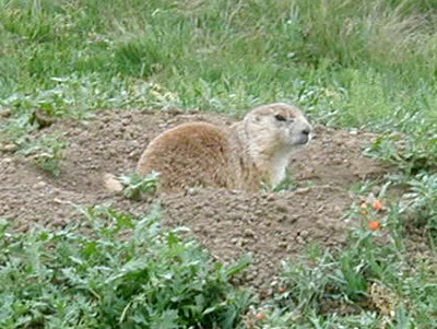 Prairie Dog