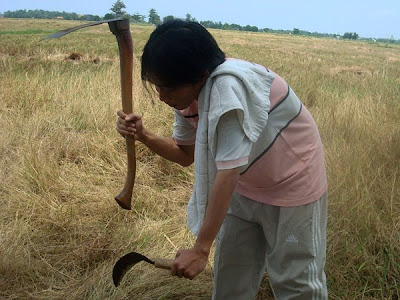 Traditional Agricultural Tools for Farming and Harvest