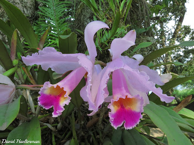 Cattleya candida care and culture