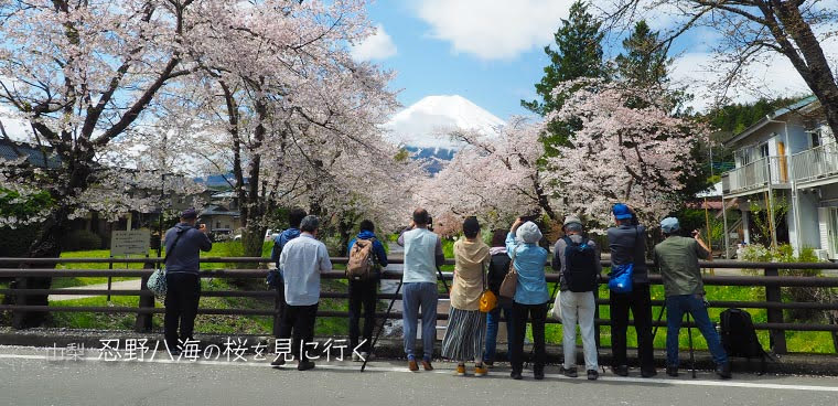 忍野八海の桜を見に行く旅 