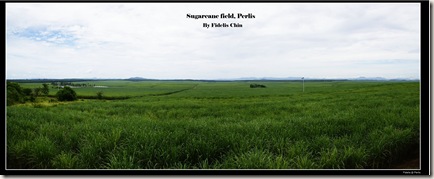 perlis55
