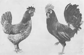 Galline di razza Leccese isabella. Foto tratte dal libro Zootecnia speciale di T. Bonadonna, anni 40, e riprese dal sito http://www.ilpollaiodelre.com