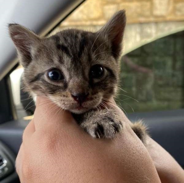 Idosa é presa em Canindé acusada de maus-tratos contra gatos