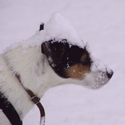 Bracken thinks the snow is far too deep for nursery dogs