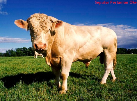 2900 Foto dan Gambar Sapi Beserta Jenis Jenisnya 