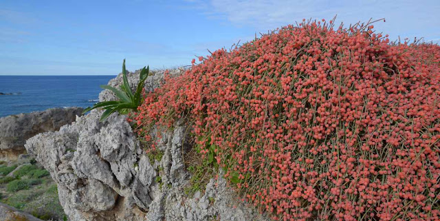 Ephedra y biologia