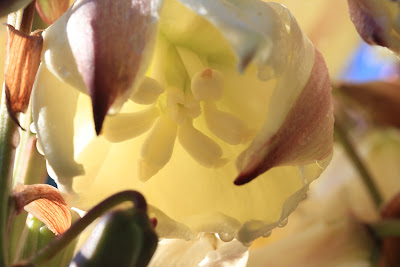 Inside a Yucca Blossom 